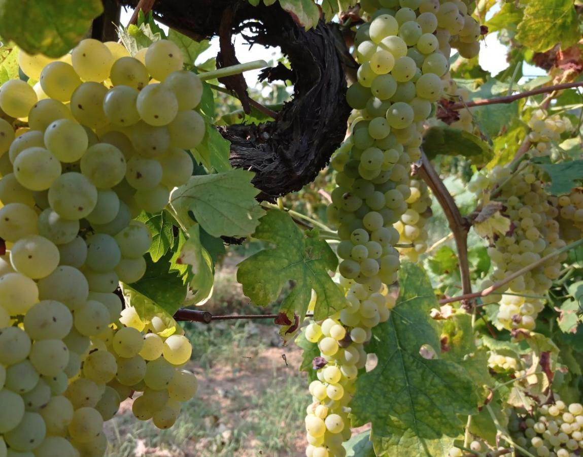 Agriturismo Tenuta La Fratta Bagni di Lucca Kültér fotó
